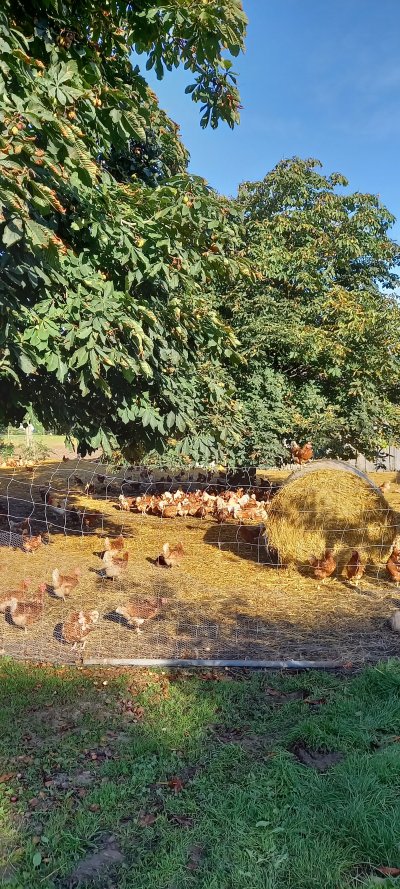 Die Hühner genießen das Sonnenbad unter dem Kastanienbaum!