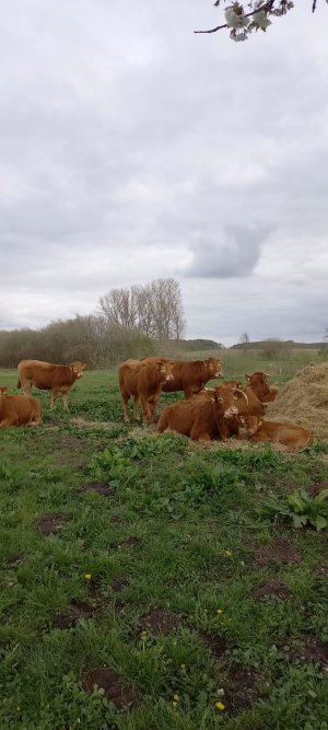 Unsere Rinder auf den Naturschutzflächen im Moor
